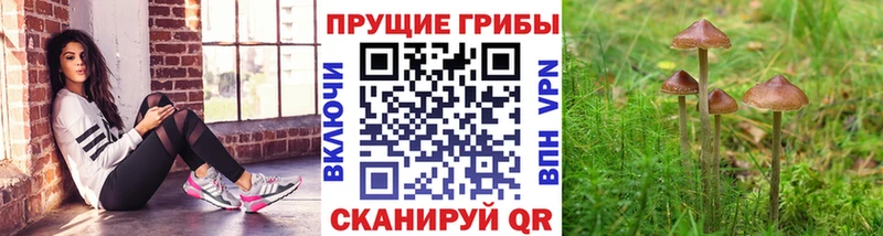 Галлюциногенные грибы Psilocybe  Купить  Нерюнгри 